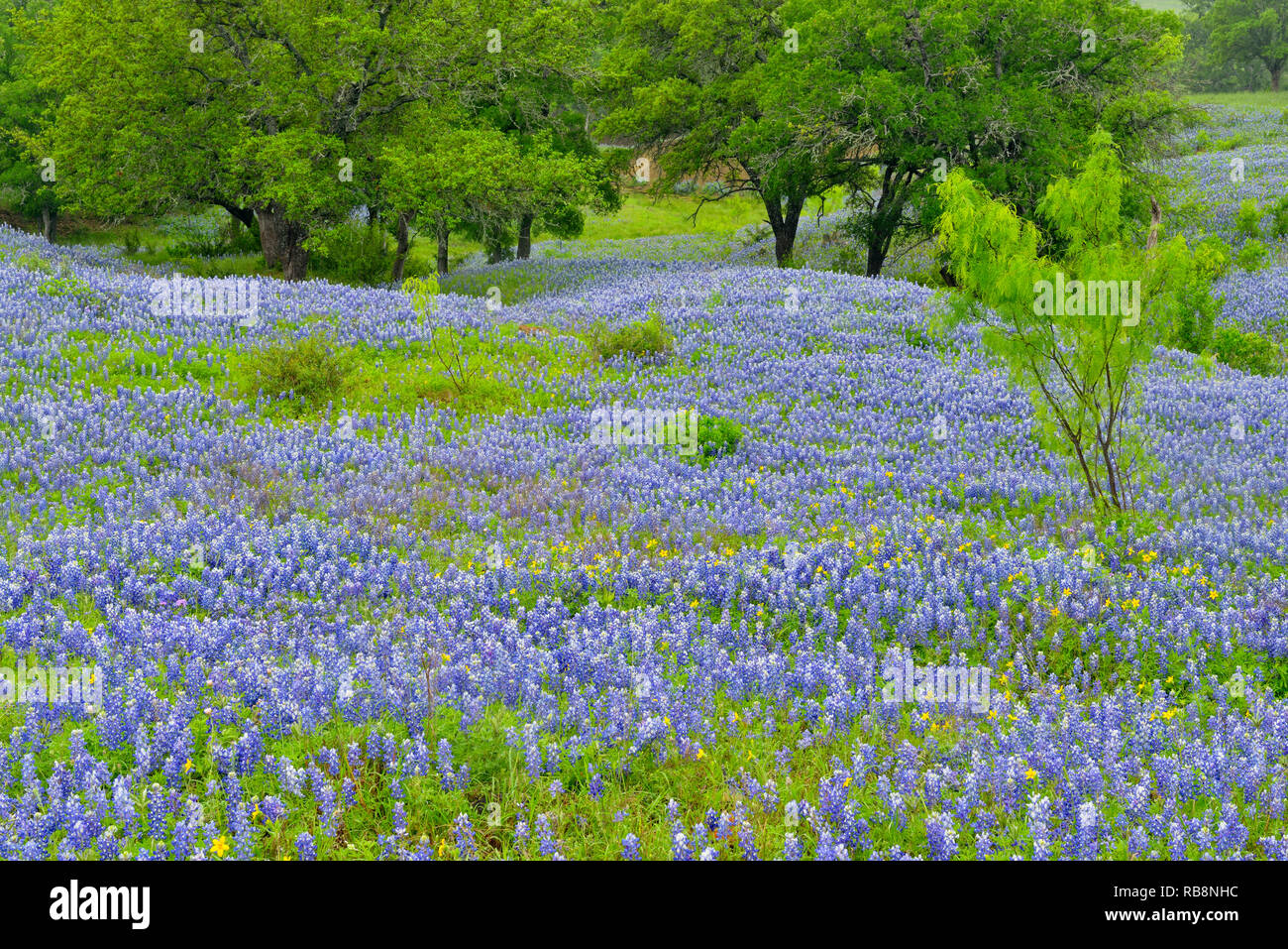 Flowering bluebonnets, Burnet County, Texas, USA Stock Photo