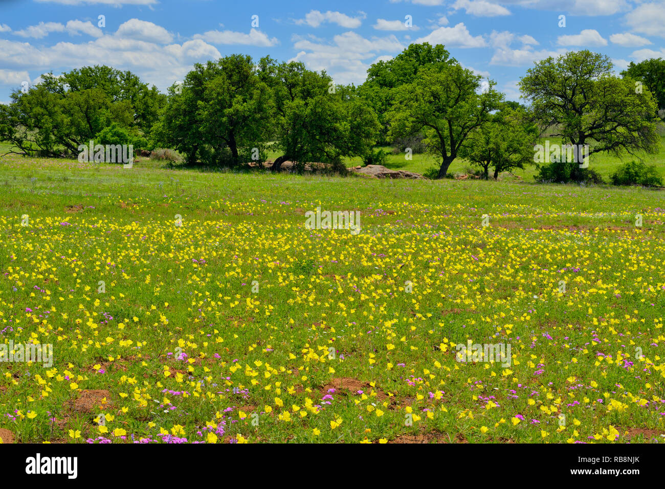 Wildflowers in spring along Ranch Road 152, Mason County, Texas, USA Stock Photo