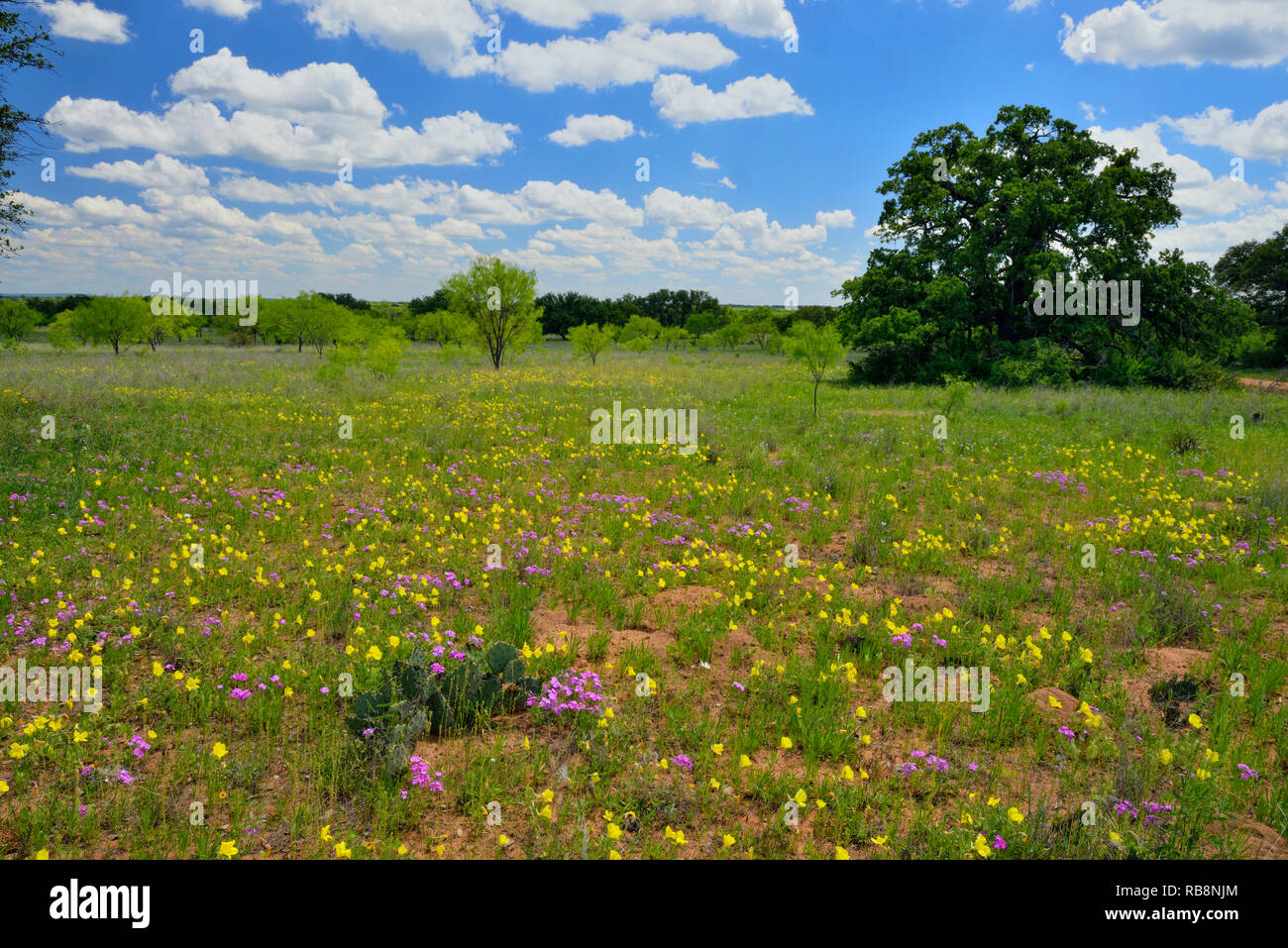 Wildflowers along County Road 104, Castell, Mason County, Texas, USA Stock Photo