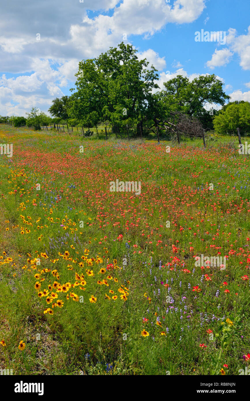 Wildflowers along Ranch Road 152, Llano County, Texas, USA Stock Photo