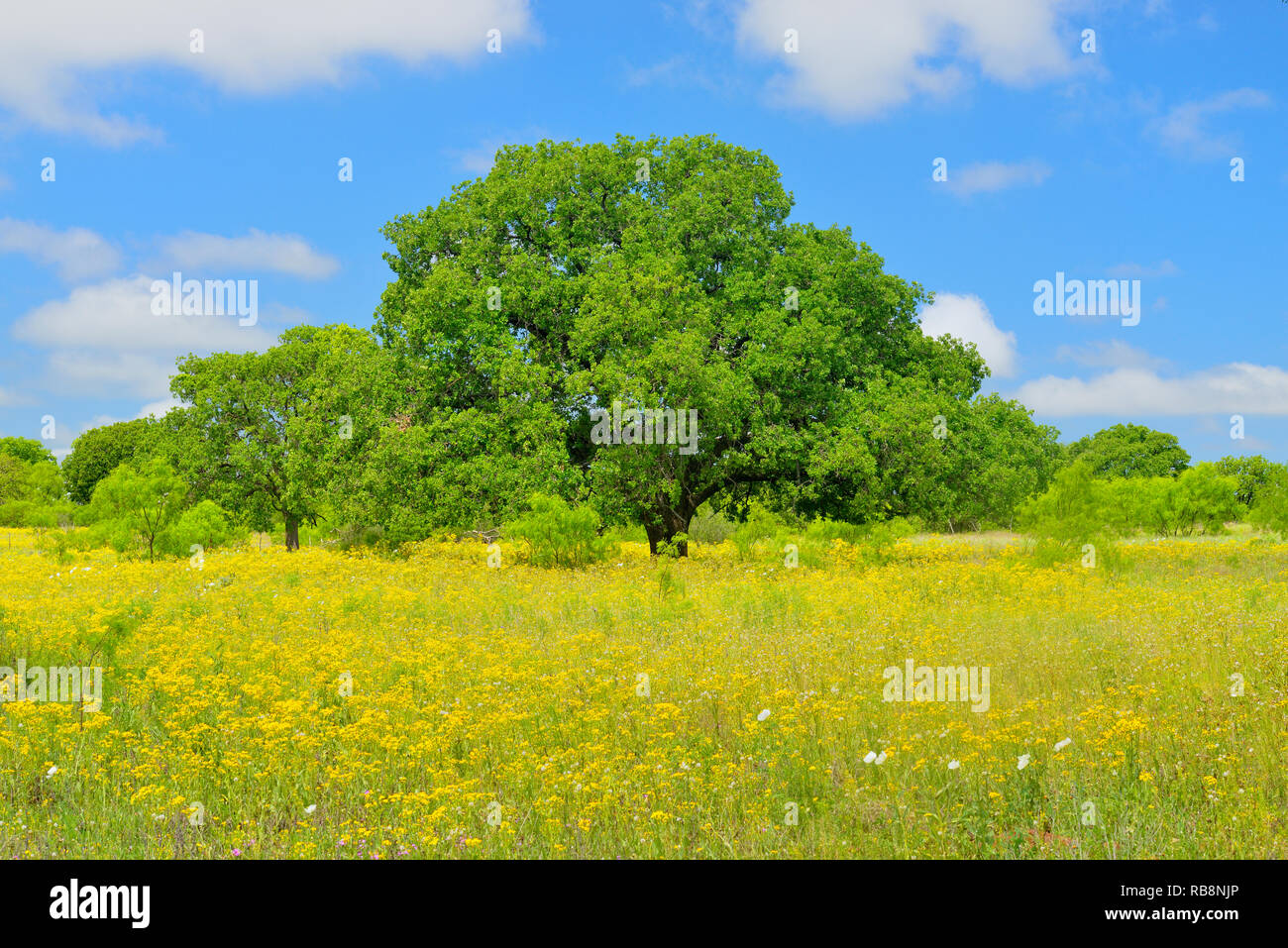 Oak tree and flowering groundsel along Ranch road 386, Mason County, Texas, USA Stock Photo