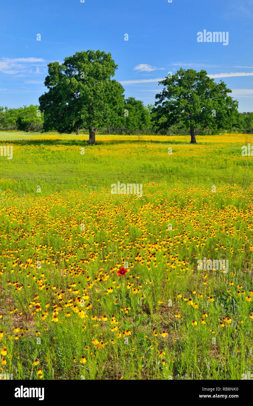 Pasture weed hi-res stock photography and images - Alamy
