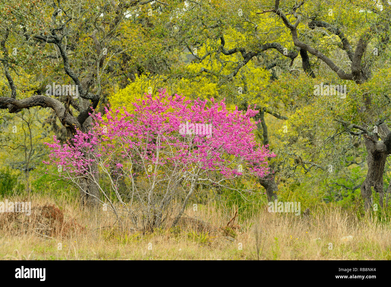 Texas wildflowers in bloom, Henley, Texas, USA Stock Photo Alamy
