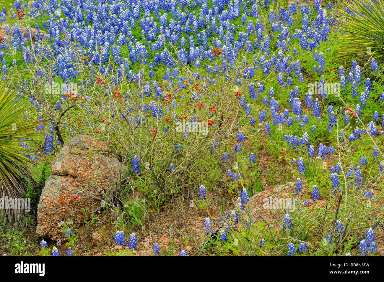 Flowering Texas bluebonnets with yucca and cholla in arid rocky habitat, Willow City Loop, Gillespie County, Texas, USA Stock Photo