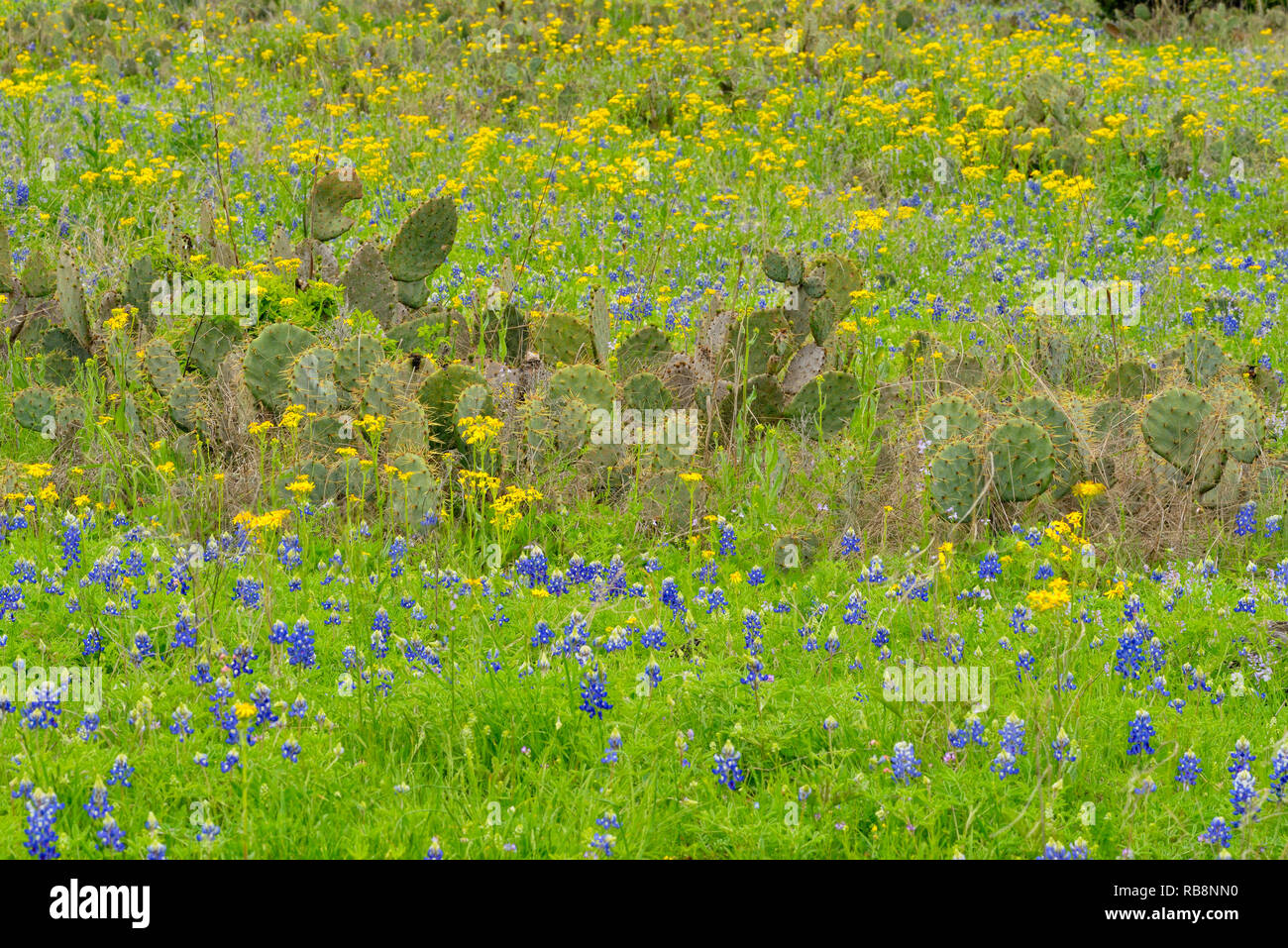 Flowering bluebonnets and prickly pear cactus, Sandy Road, Round Mountain, Texas, USA Stock Photo