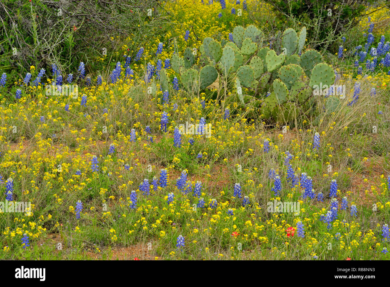 Texas bluebonnets blooming in a  rocky landscape with cactus and yucca, Willow City, Gillespie County, Texas, USA Stock Photo