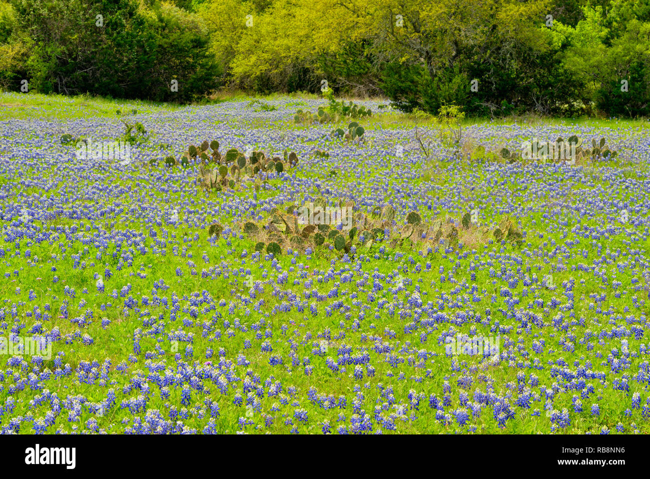 Texas bluebonnets and cactus, Johnson City, Texas, USA Stock Photo