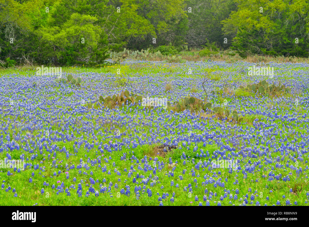 Flowering Texas bluebonnets and oak trees, Blanco County, Texas, USA Stock Photo