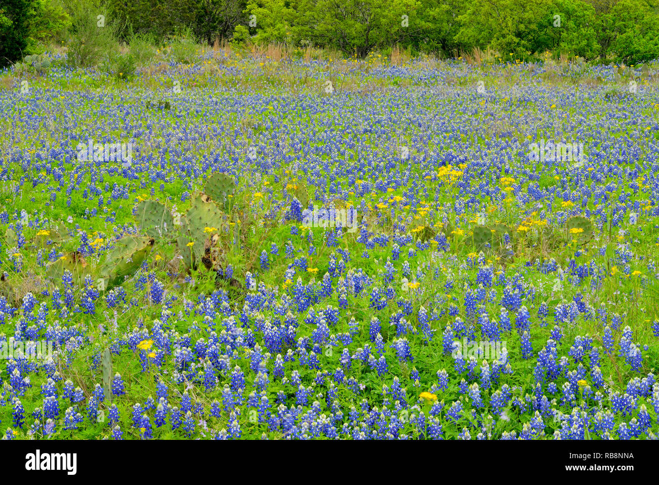 Flowering Texas bluebonnets, Blanco County FM 1323, Sandy, Texas, USA Stock Photo