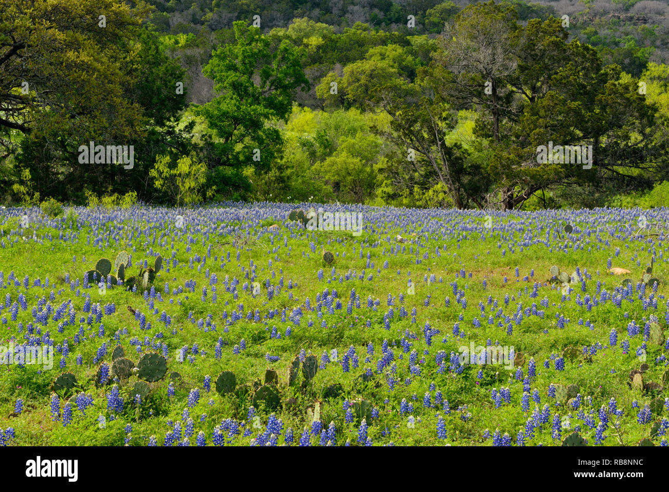 Roadside Texas bluebonnets in bloom, County Road 310, Llano County, Texas, USA Stock Photo