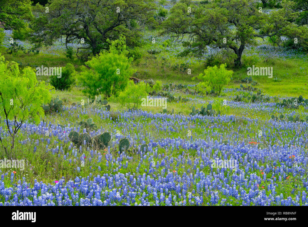 Texas bluebonnets, prickly pear cactus and mesquite along Hwy 71, Llano County, Texas, USA Stock Photo