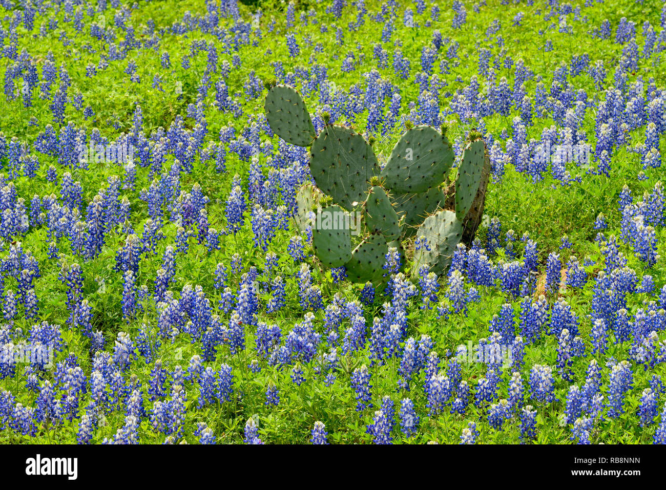 Texas bluebonnets and prickly pear cactus, Llano County CR 310, Texas, USA Stock Photo