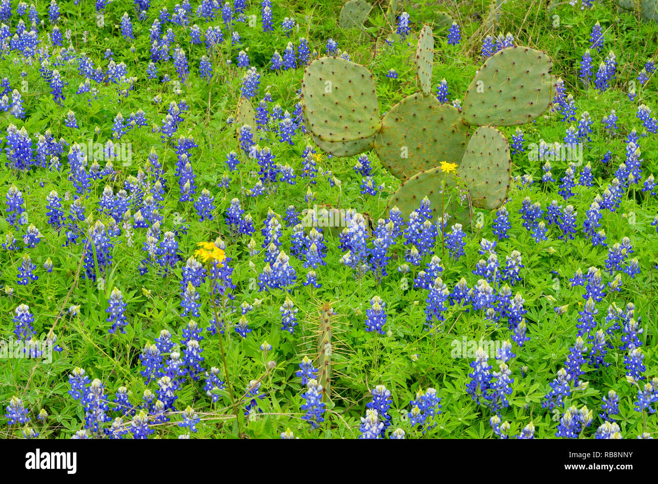Flowering Texas bluebonnets, Blanco County FM 1323, Sandy, Texas, USA Stock Photo