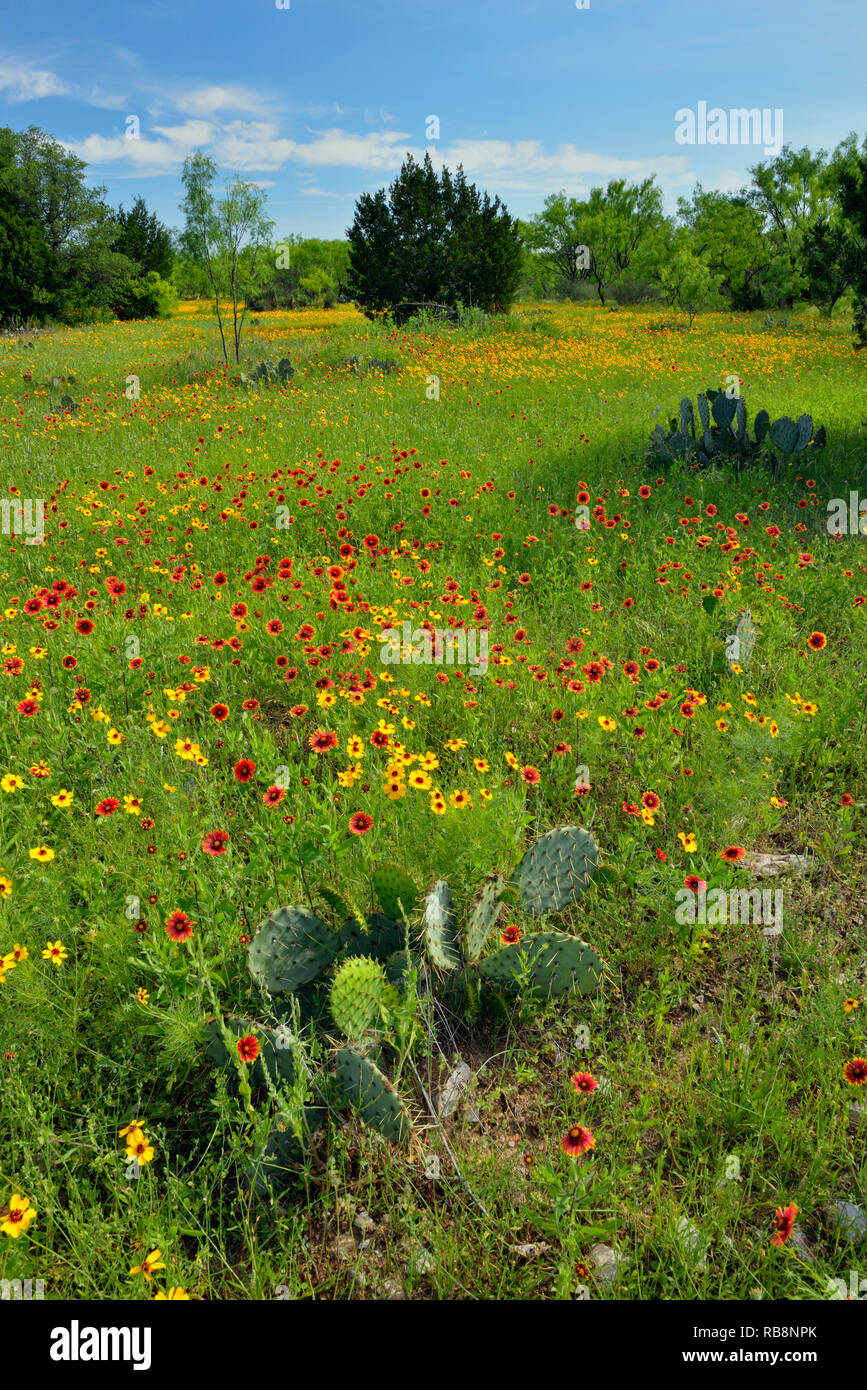 Spring wildflowers, Llano County, Texas, USA Stock Photo