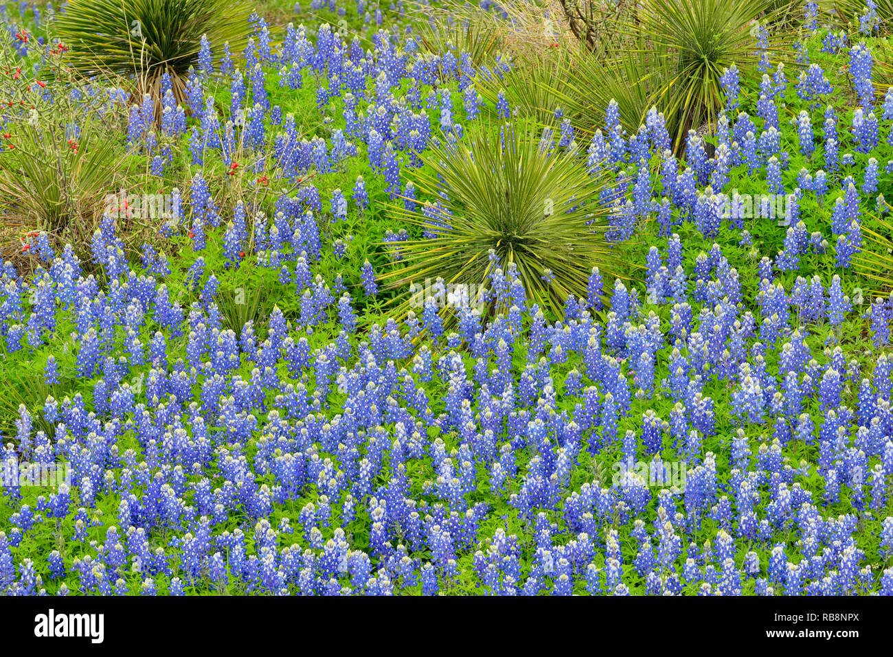 Arid habitat hires stock photography and images Alamy