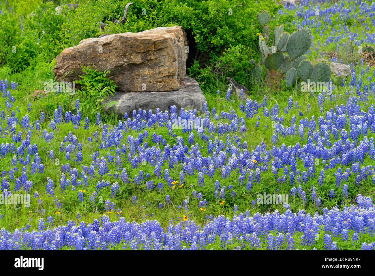 Roadside flowering with shrubs and rock outcrops, Willow
