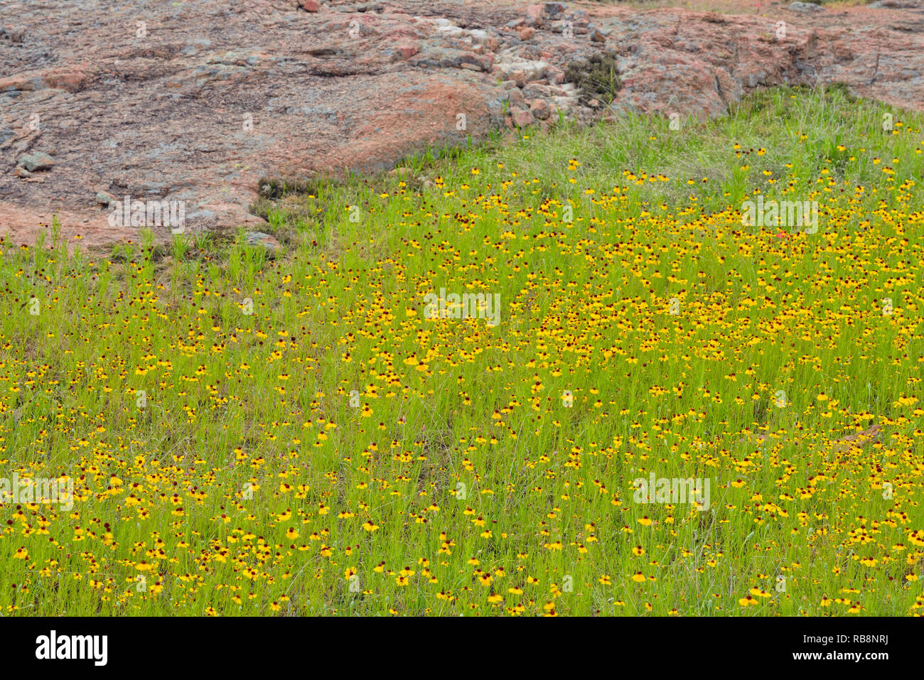 Rock outcrops and flowering bitter weed, Willow City, Texas, USA Stock Photo