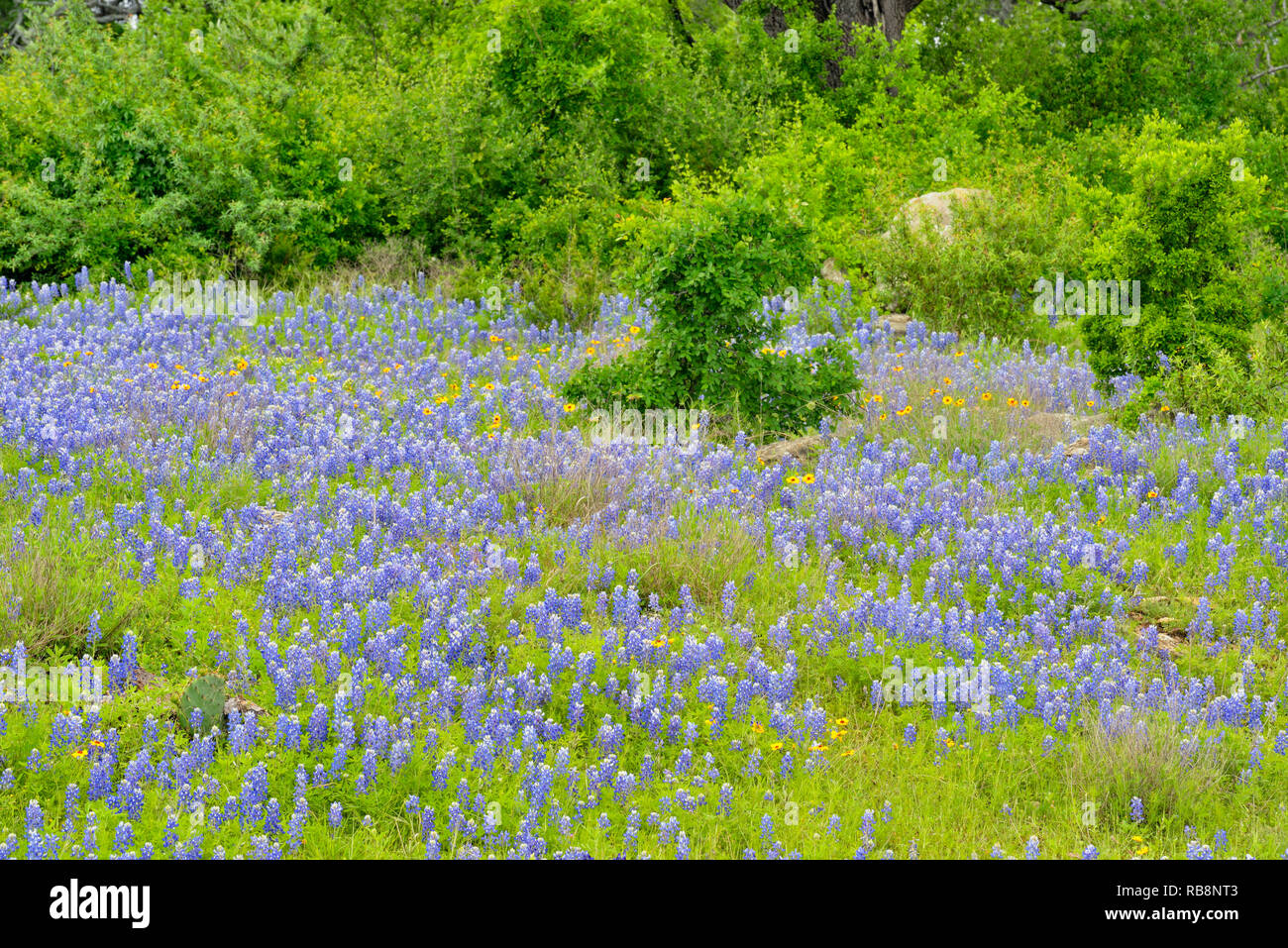 Roadside flowering with shrubs and rock outcrops, Willow