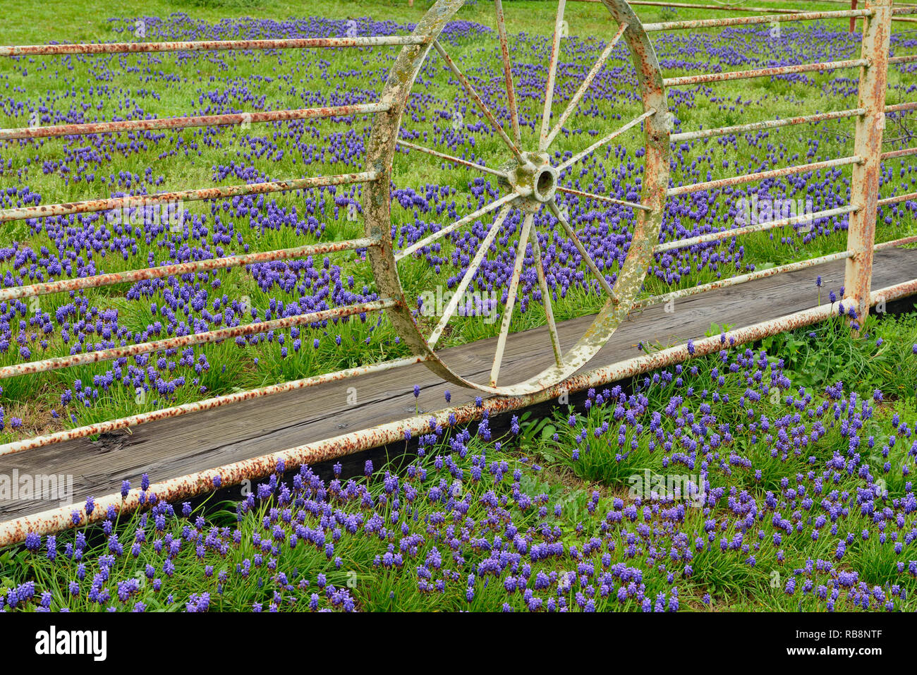 Texas bluebonnets and a rural fenceline, Adamsville, Texas, USA Stock Photo