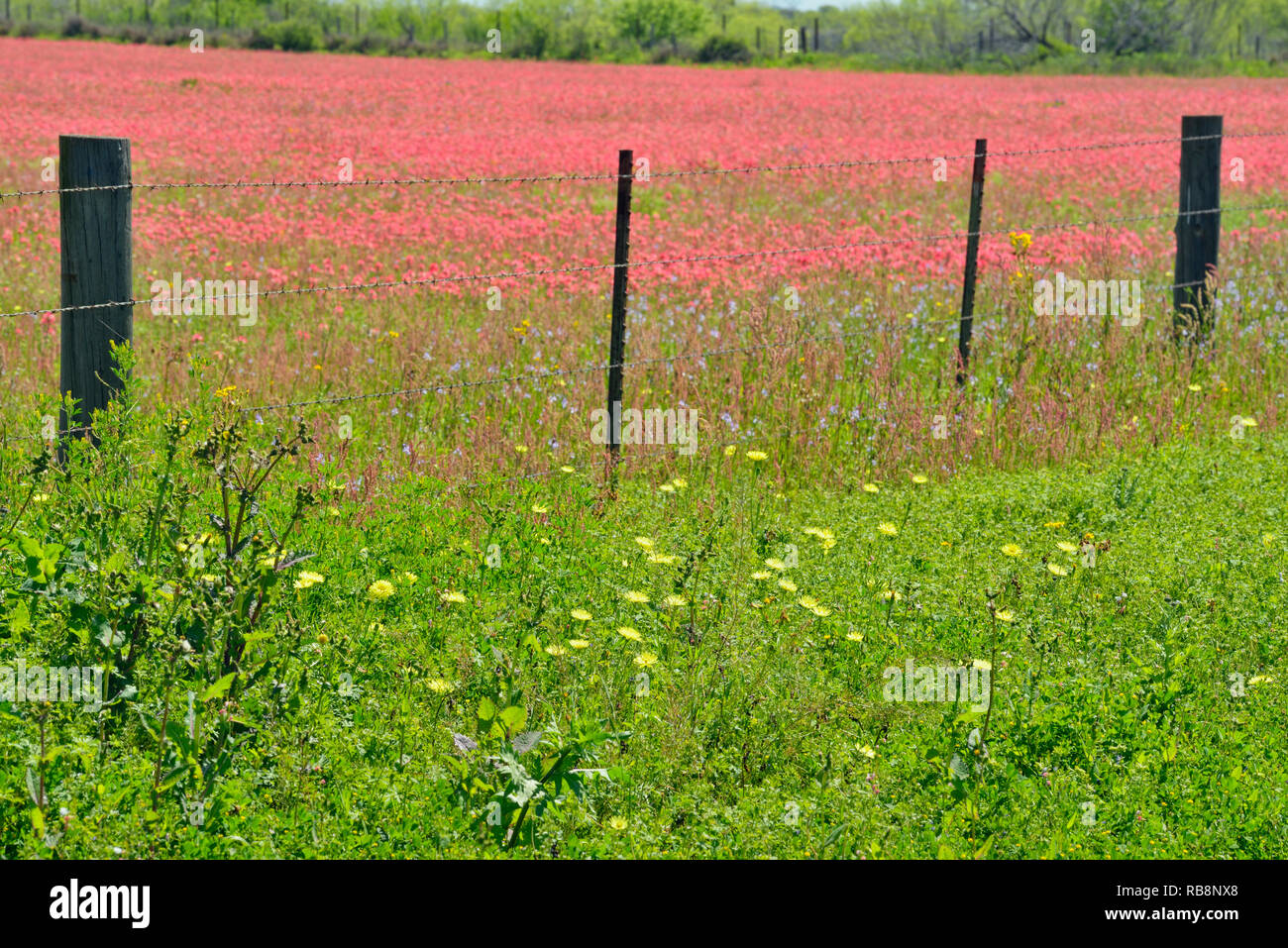 Ranch fenceline near a large field of Texas paintbrush, FM 476 near Poteet, Texas, USA Stock Photo