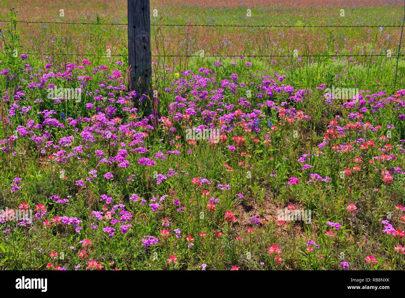 Roadside wildflowers, FM 476 near Poteet, Texas, USA Stock Photo