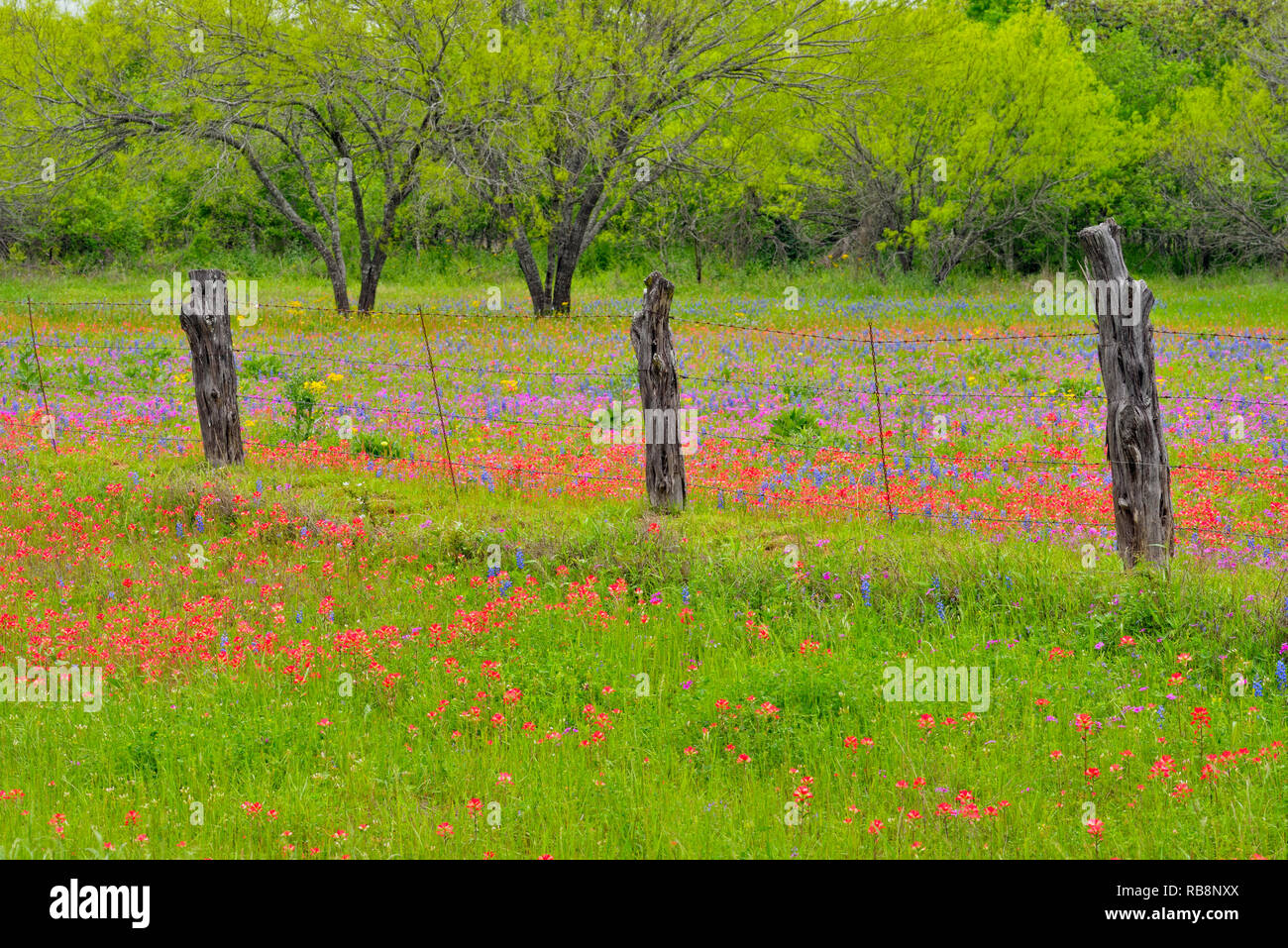 Texas wildflowers in bloom- paintbrush, phlox and bluebonnets, Seguin, Texas, USA Stock Photo