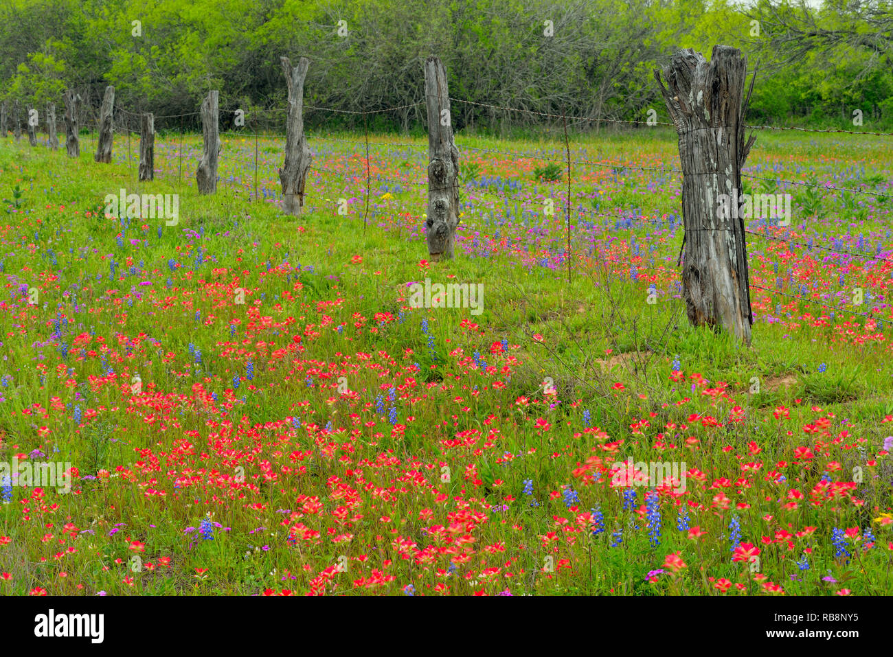 Texas wildflowers in bloom paintbrush, phlox and Seguin