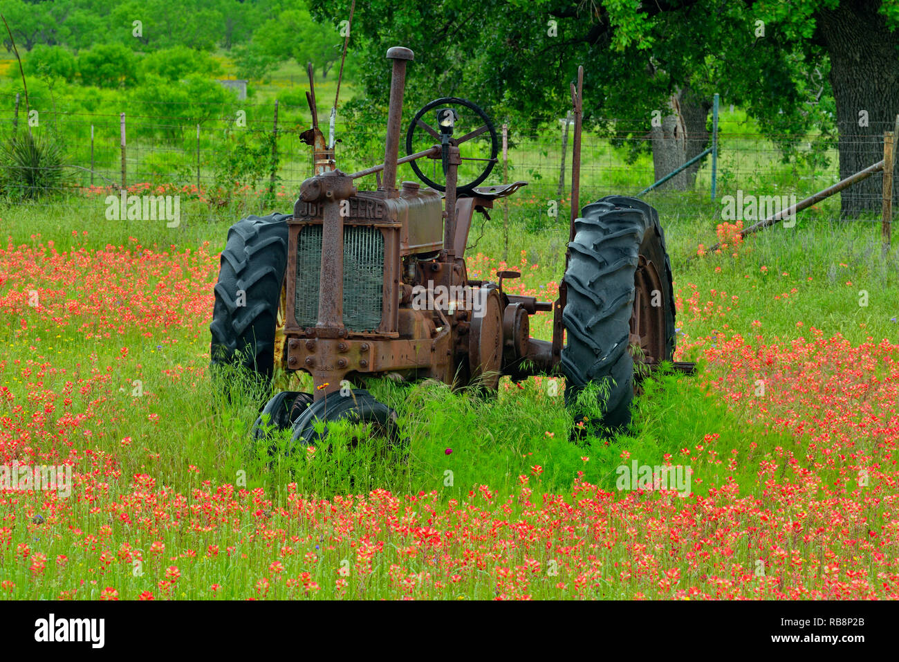 Texas paintbrush and vintage tractor on the property of Mark Magerkurth, Marble Falls, Texas, USA Stock Photo