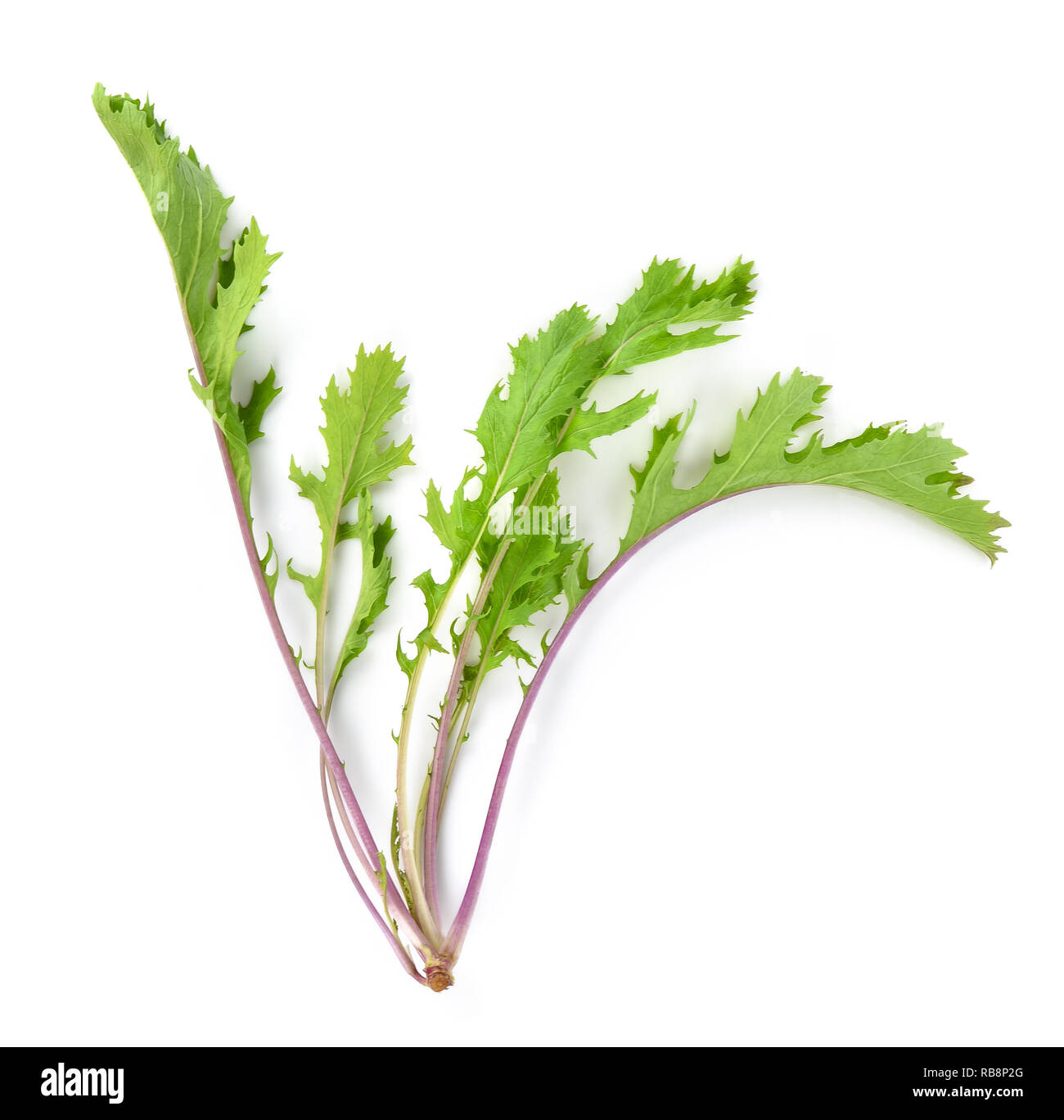 fresh mizuna vegetable isolated on white background Stock Photo