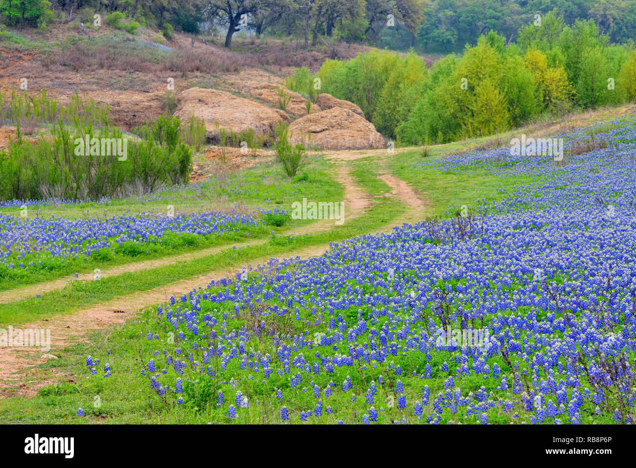 Geese And Bluebonnets In Marble Falls Photo By Bridget Strickland Blue Bonnets Texas Hill Country Wildflower Photo