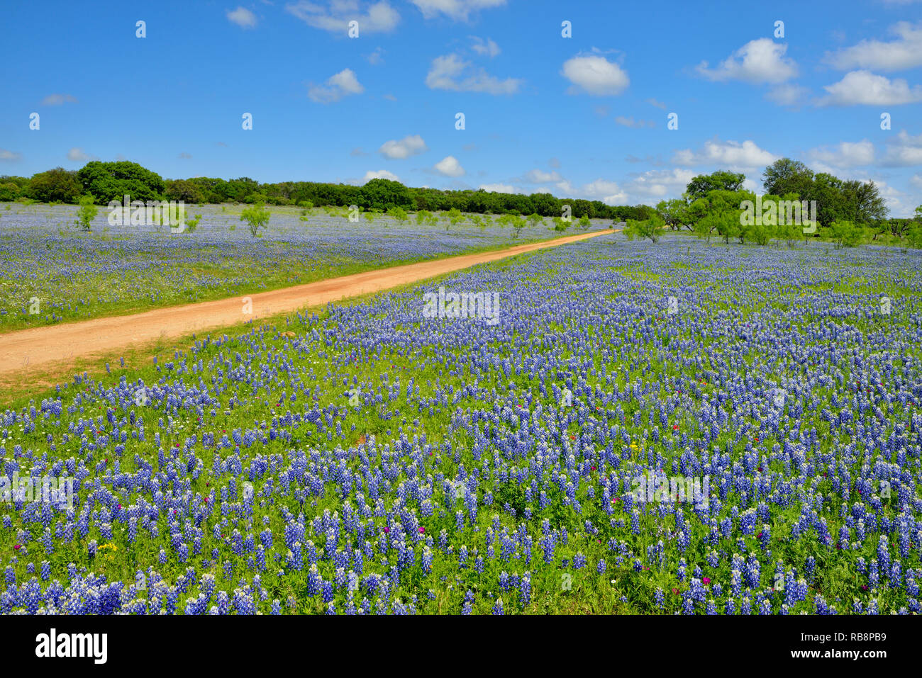 Roadside wildflowers along Threadgill Creek Road featuring Texas