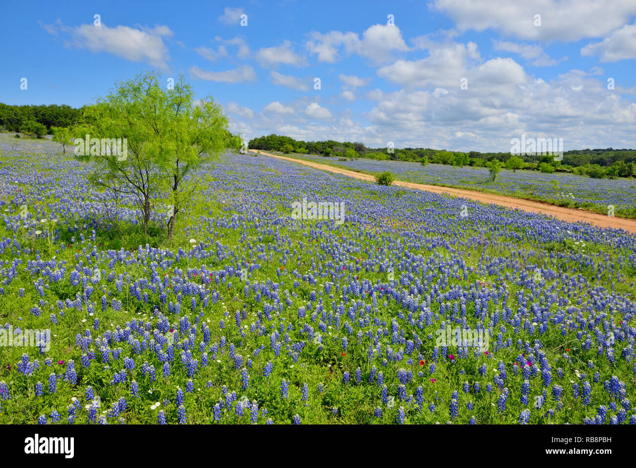 Roadside wildflowers along Threadgill Creek Road featuring Texas bluebonnets, Mason County, Texas, USA Stock Photo