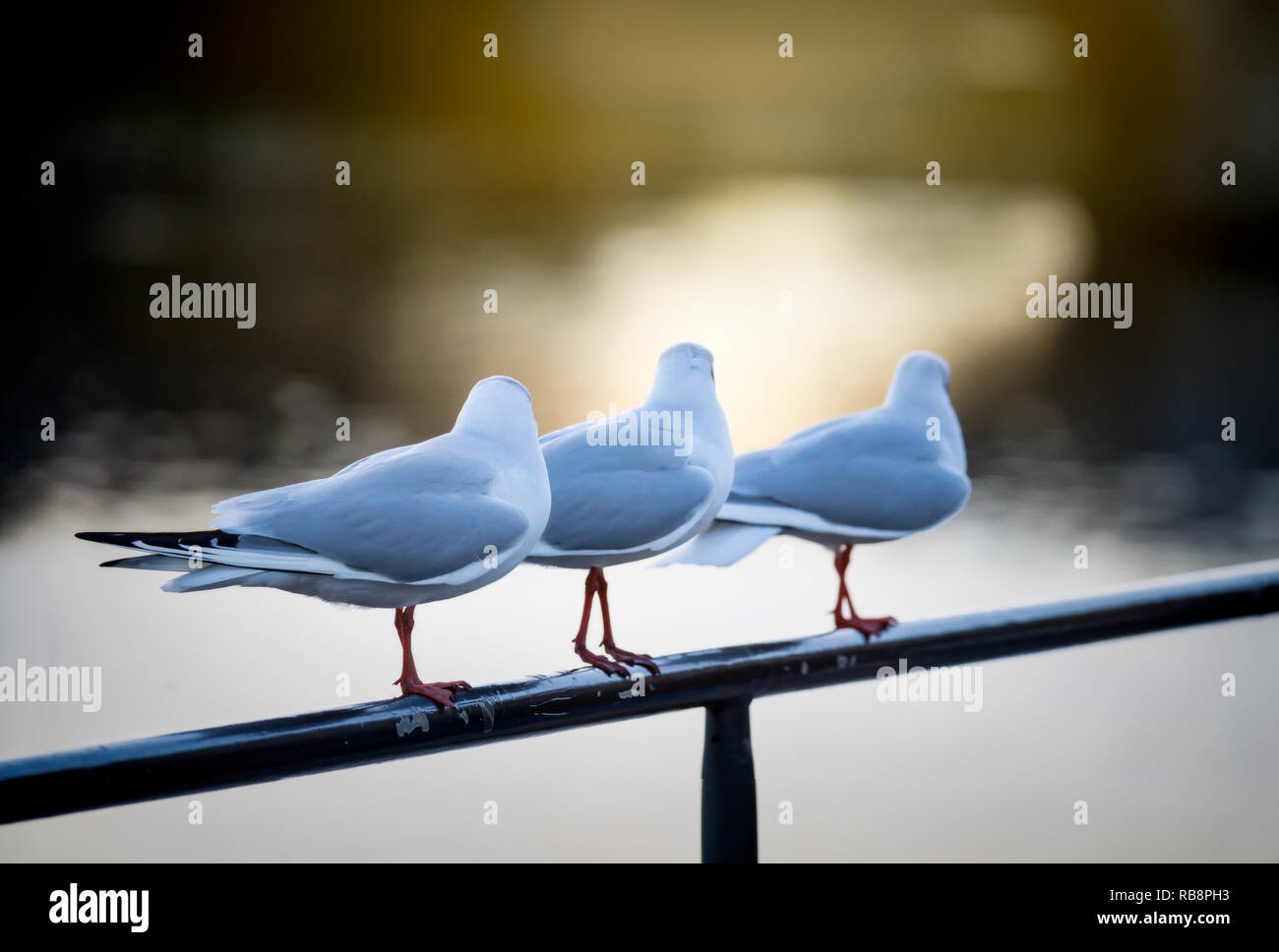 Three seagulls looking at the setting sun Stock Photo