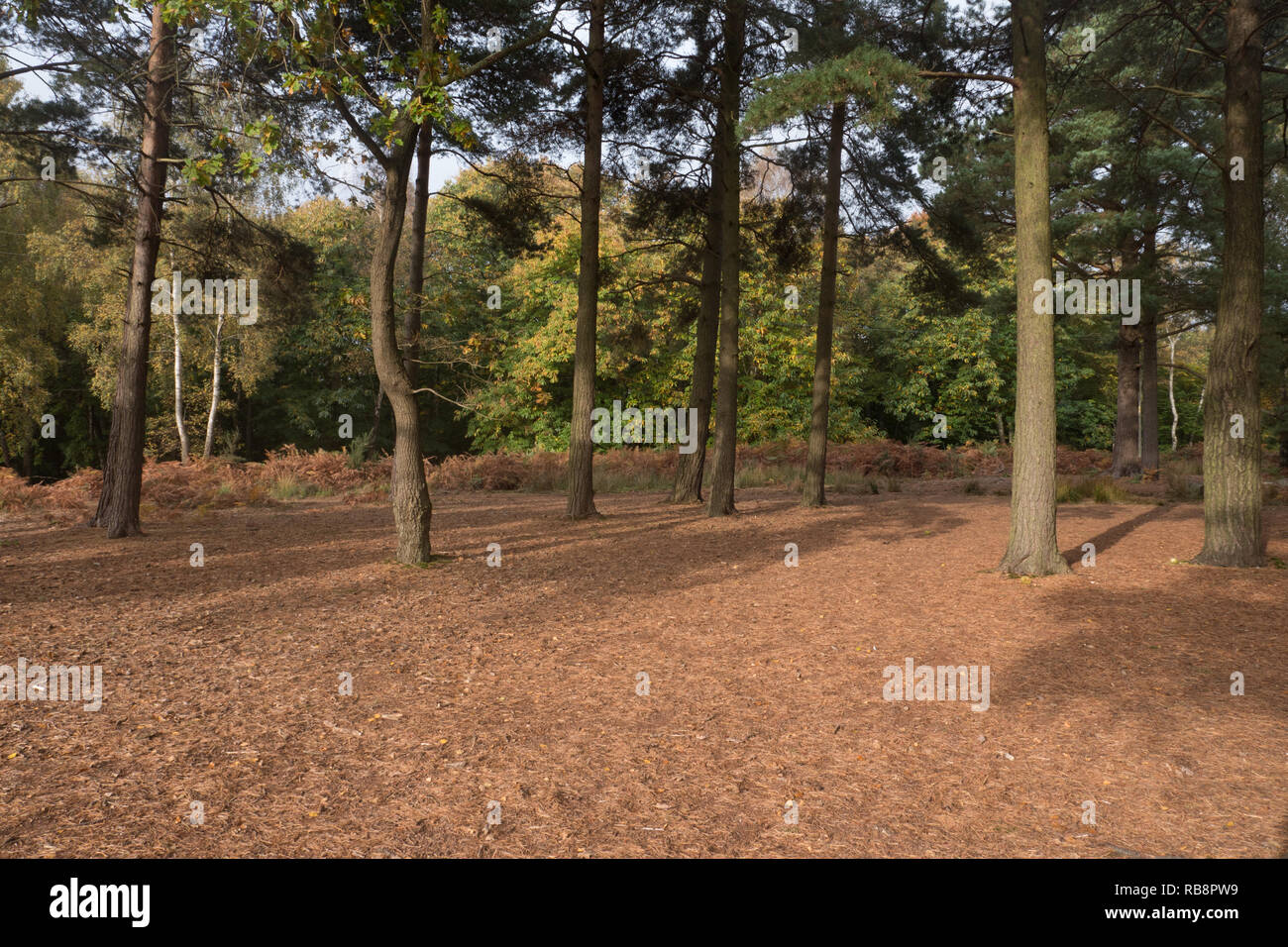 Woodland at RSPB Arne, a nature reserve in Dorset Stock Photo