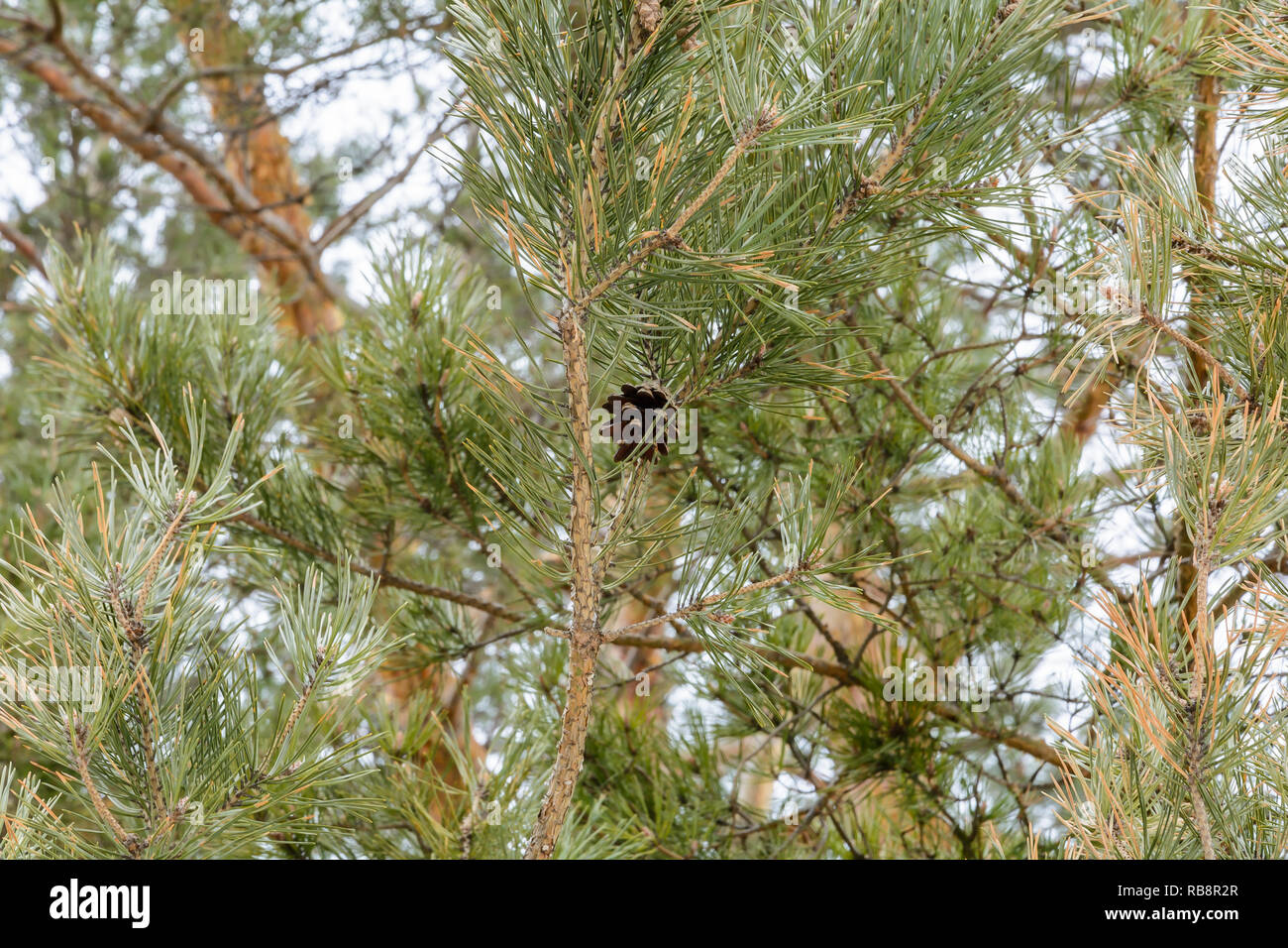 Cone hanging on a fir branch Stock Photo - Alamy