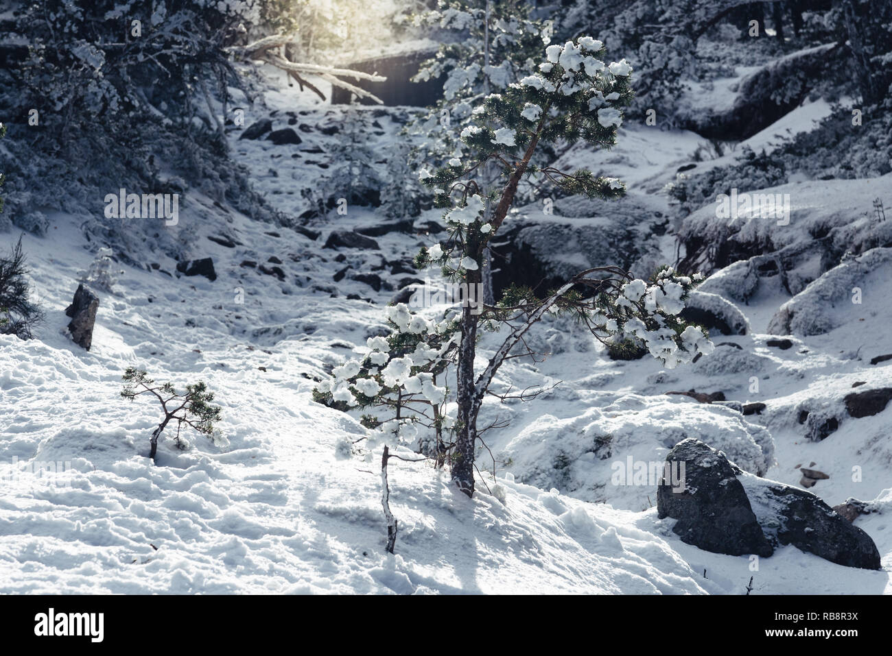 Green pine trees snow sunlight hi-res stock photography and images - Alamy