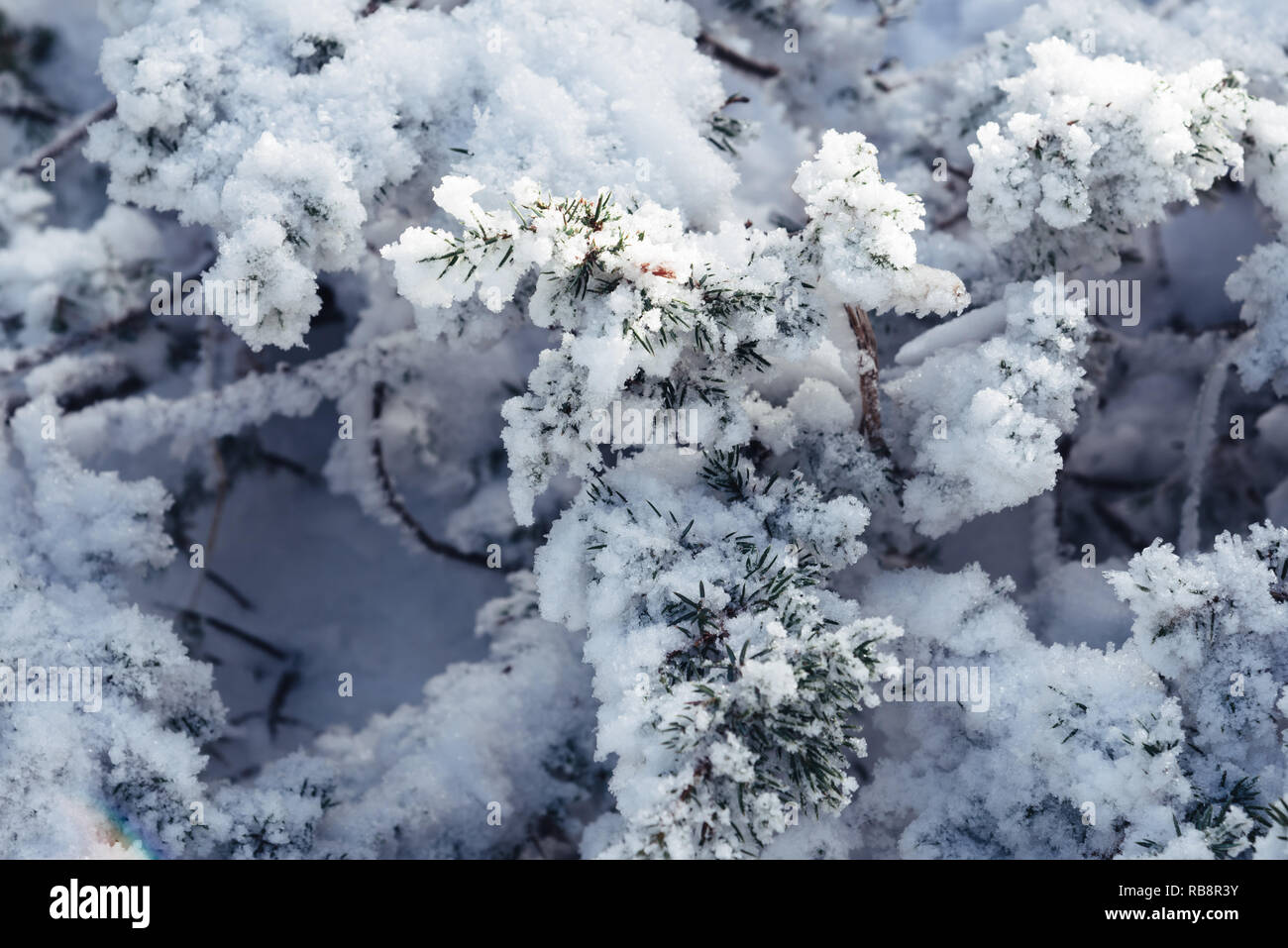 Close up of branch of pine tree in snow. Winter snow sunshine ...