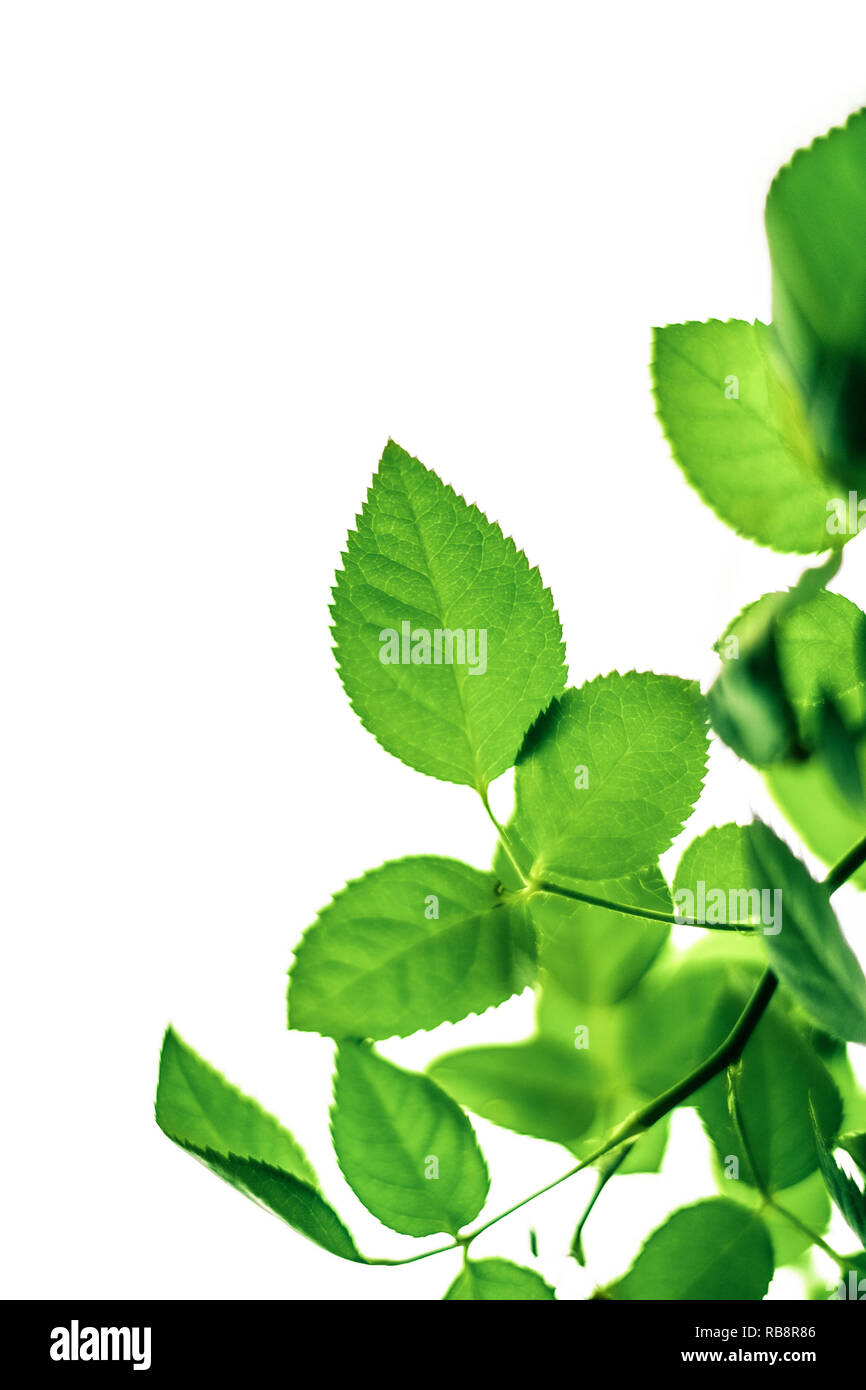 green leaves isolated on white background - nature and springtime ...