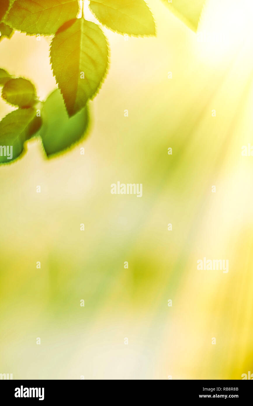 green leaves - nature backgrounds and springtime concept, elegant ...