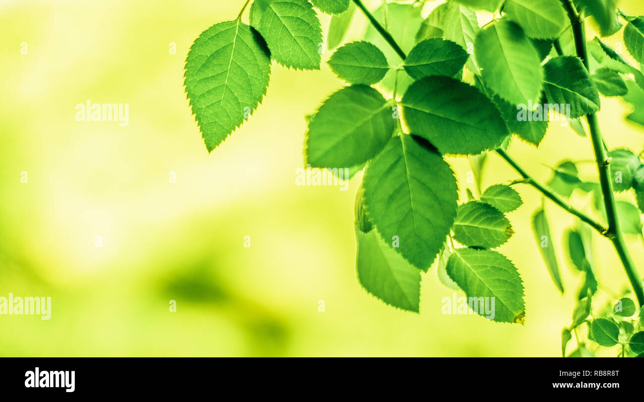 green leaves - nature backgrounds and springtime concept, elegant ...