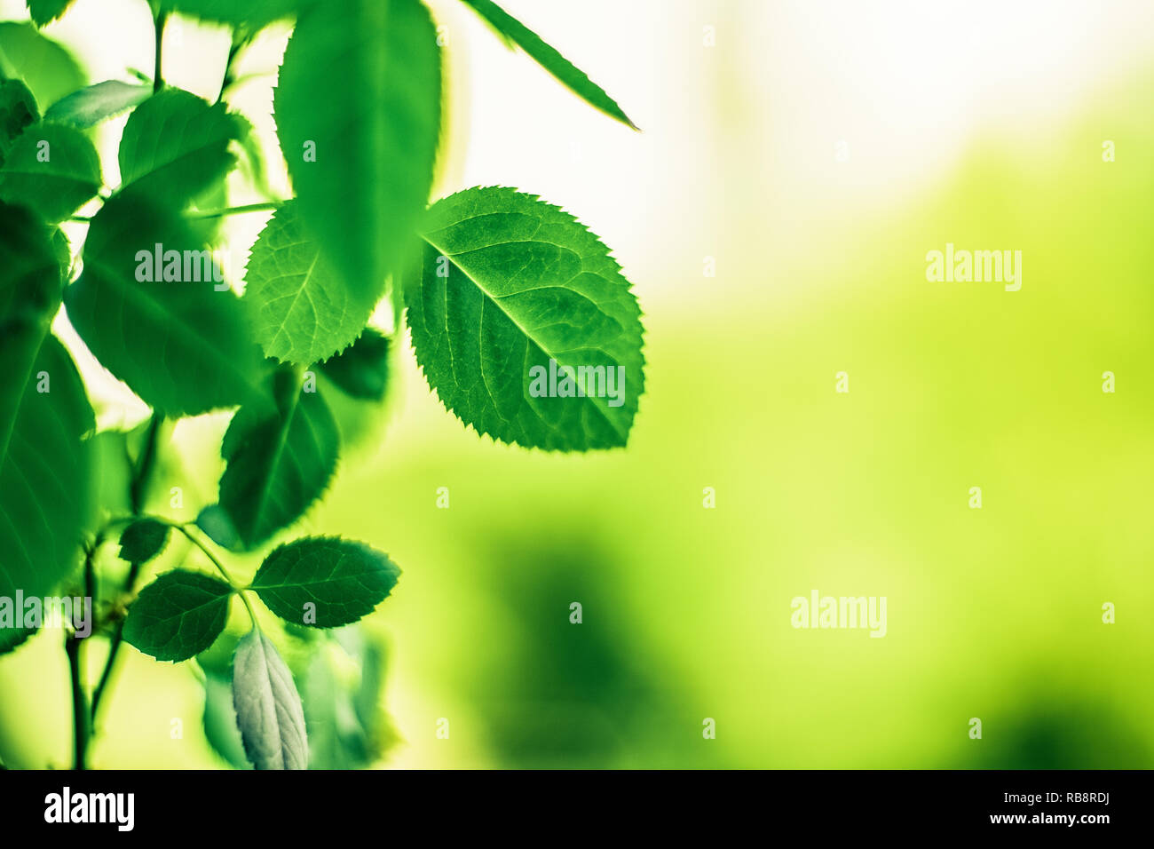 green leaves - nature backgrounds and springtime concept, elegant ...