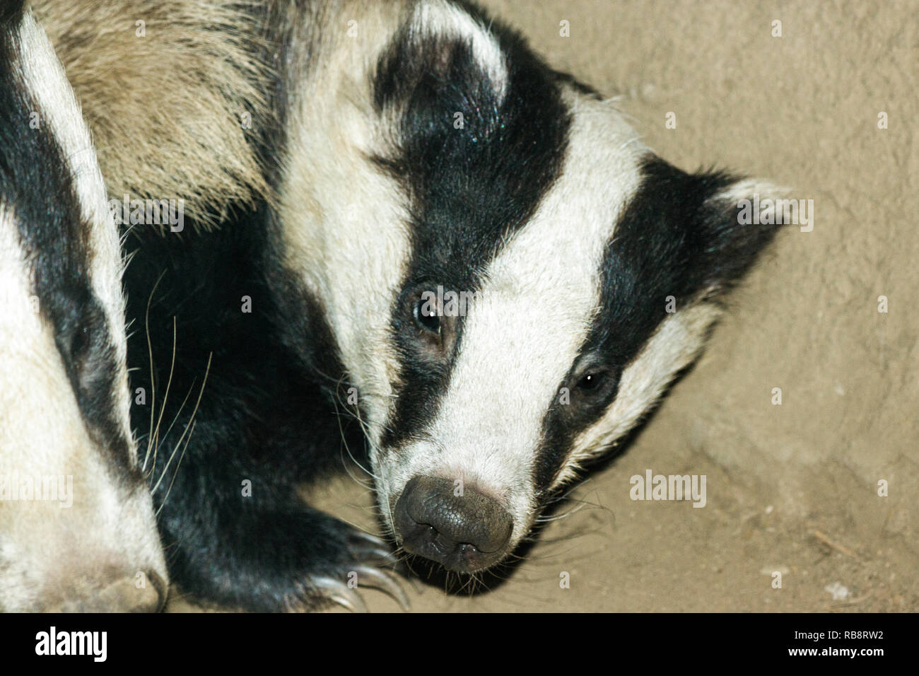 Badger (Meles meles) in an artificial set Stock Photo