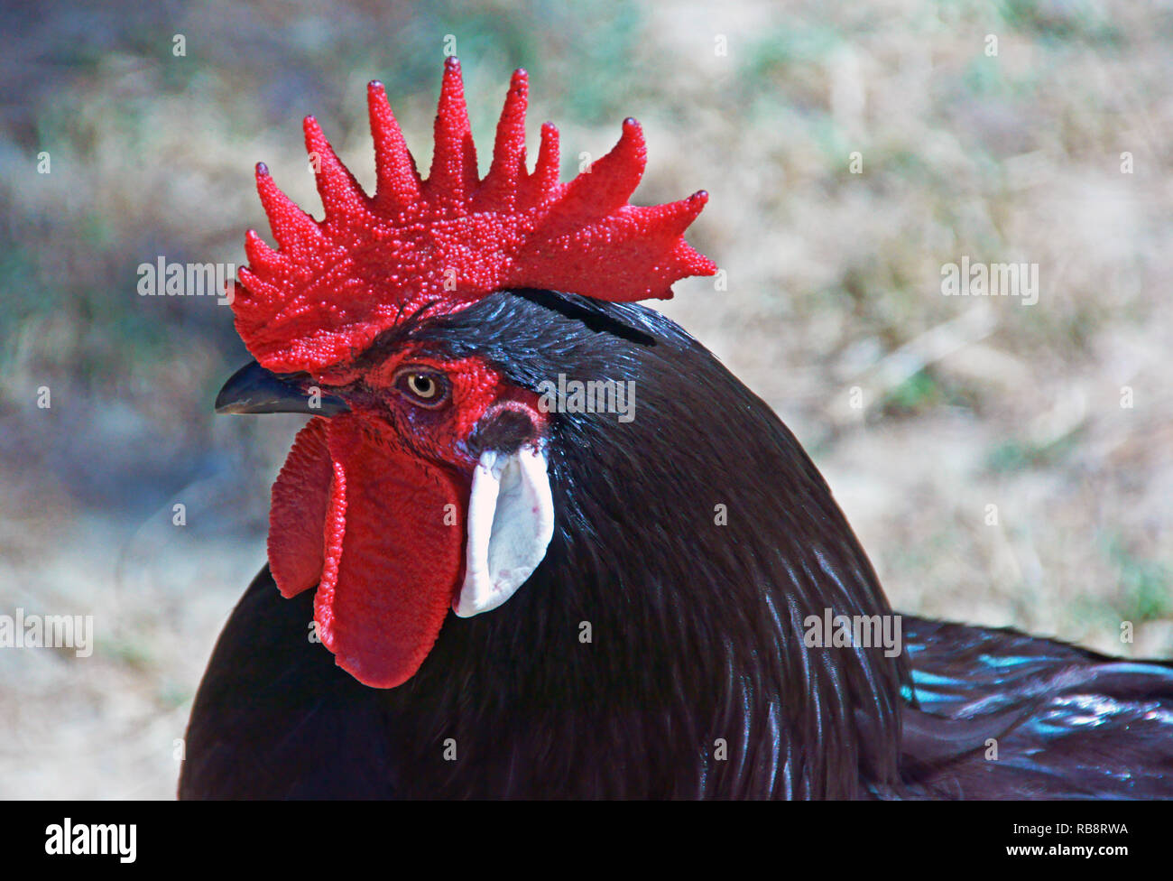 A domestic cockerel of the Gascon noir breed photographed in Hautes-Pyrenees.France. Stock Photo