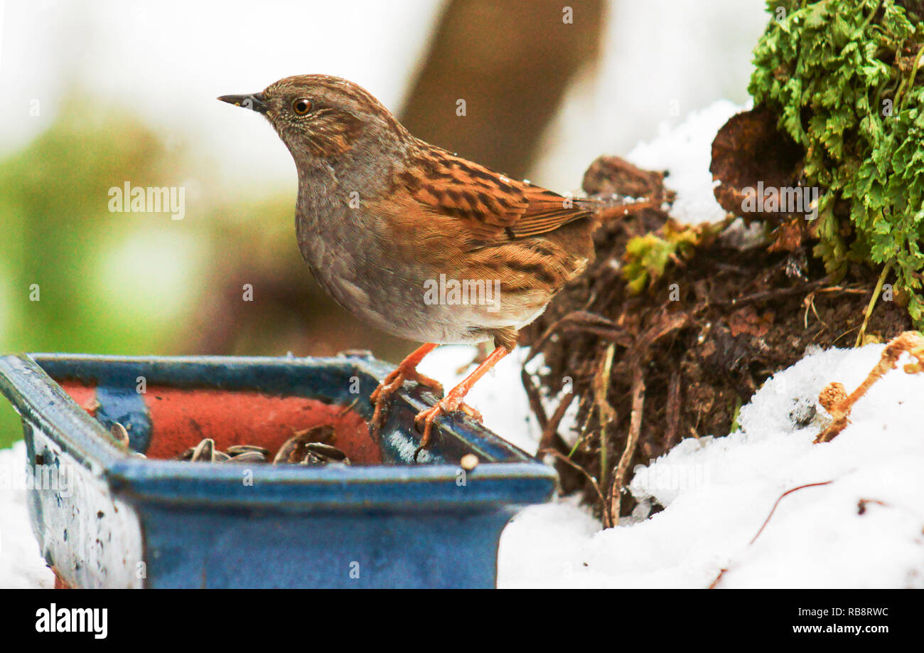 Dunnock or Hedge Sparrow (Prunella modularis) on a bird table in winter. Stock Photo