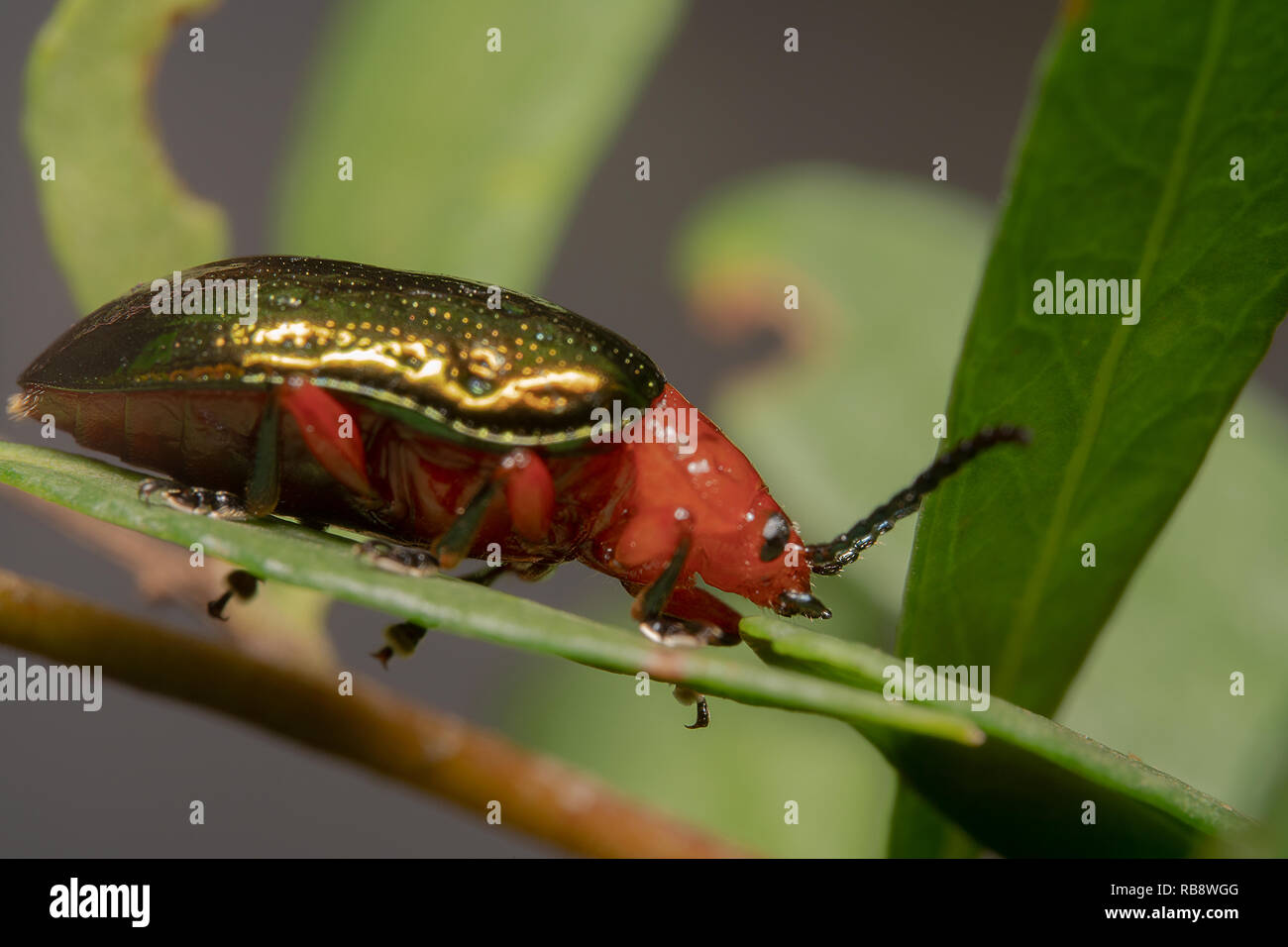 Orange/Red blue Narrow necked Leaf Beetle sitting on a leaf with its antennas up, side view Stock Photo