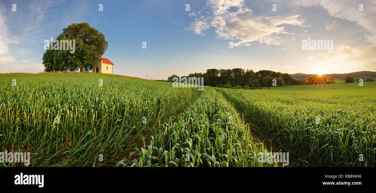 Gold wheat field panorama tree hi-res stock photography and images - Alamy