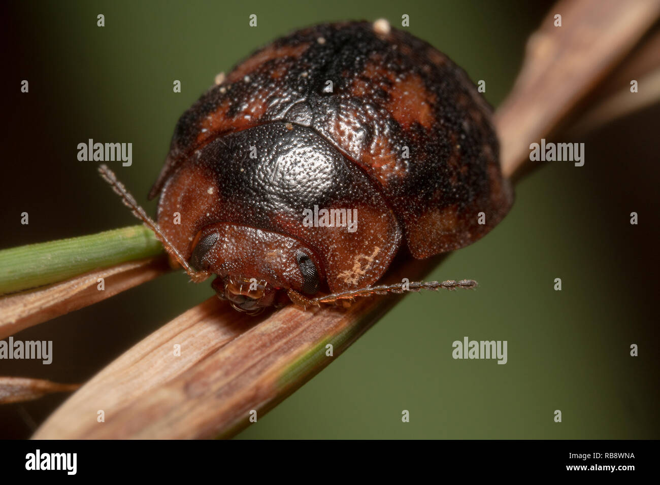 Gum Nut Leaf Beetle sitting on a branch, side view with green and black background Stock Photo