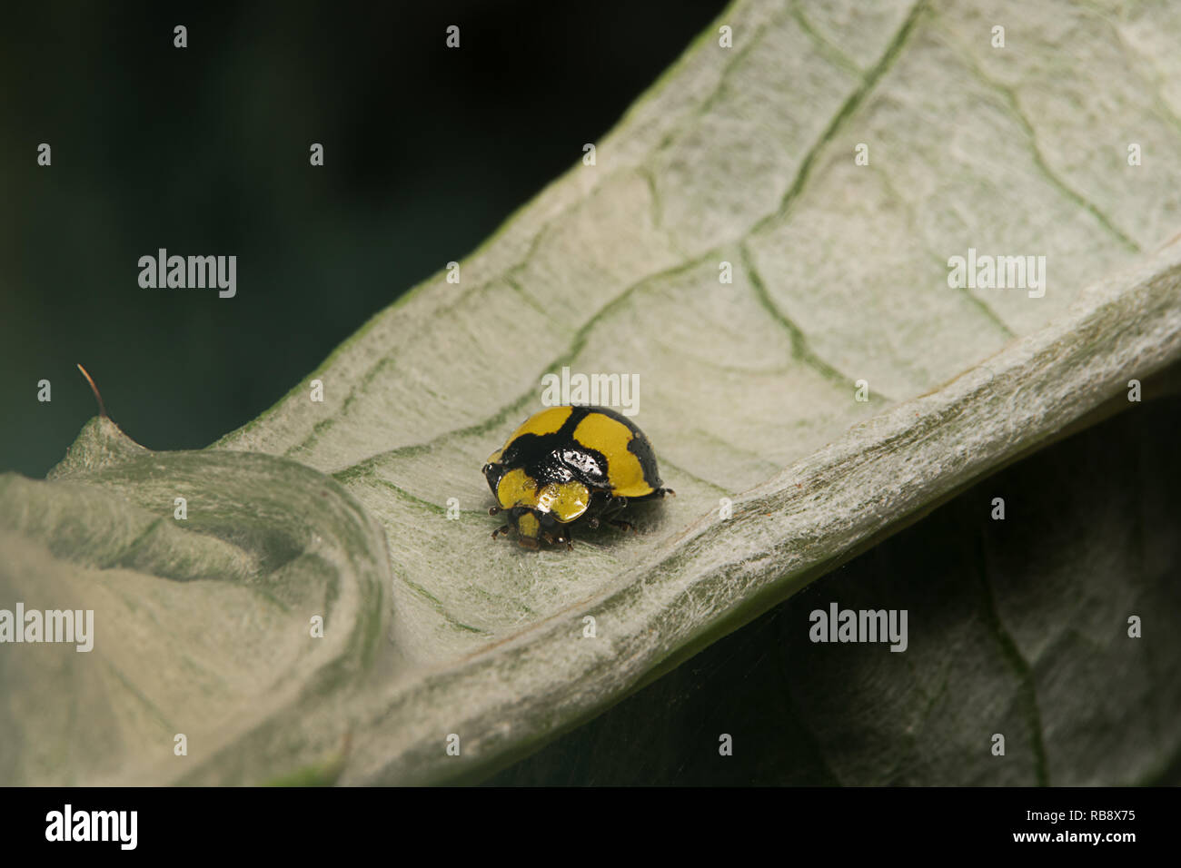 Ladybird, Fungus Eating, scientific name Illeis galbula. Yellow with