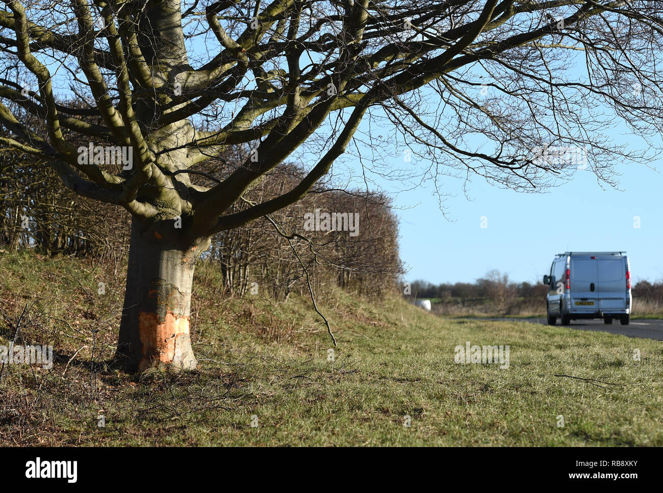 The scene on the A1303 near Bottisham in Cambridgeshire where a red Mazda 3 driven by youth football and scout Michael 'Kit' Carson collided with a tree yesterday morning, killing the 75 year old. Stock Photo