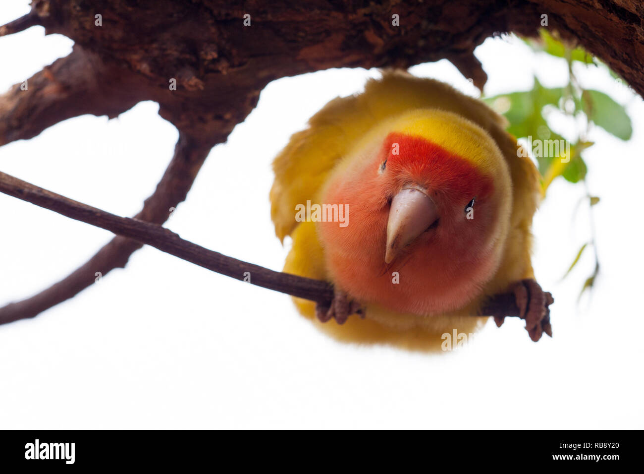 A beautiful portrait of a yellow lovebird (Agapornis spp) with reddish head Stock Photo